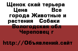 Щенок скай терьера › Цена ­ 20 000 - Все города Животные и растения » Собаки   . Вологодская обл.,Череповец г.